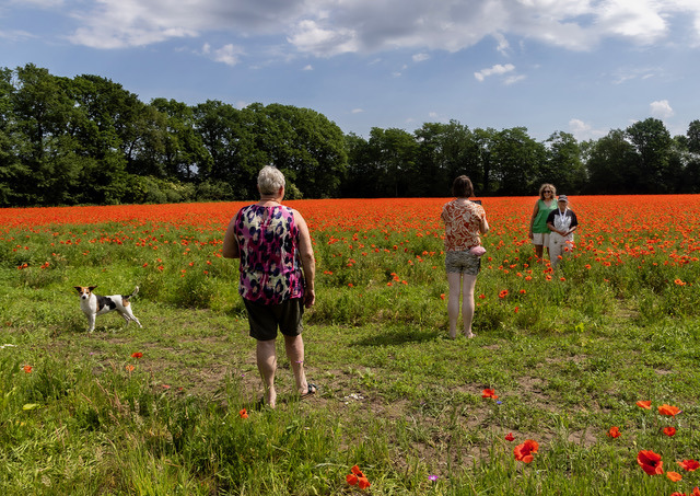 Plaza Cultura Sint-Michielsgestel klaprozen Halder foto Vera Claessen
