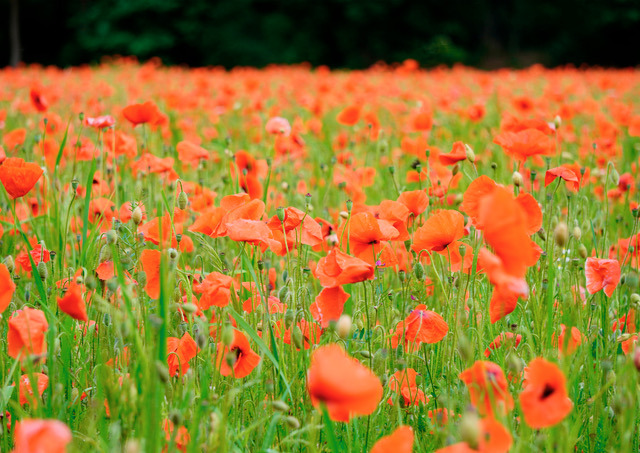 Plaza Cultura Sint-Michielsgestel klaprozen Halder foto Vera Claessen